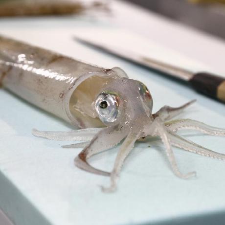 Github Splaplapla Procon Bypass Man Commander - Premium Dark Picture - 8K