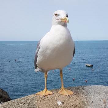 Github Rumen Vasilev Notebooks - Best Nature Images in Mobile