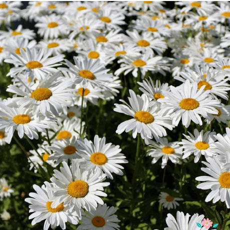 Ercanakca Ercan Ak A Github - Desktop City Pictures for Desktop