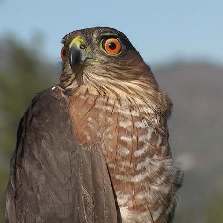 Github Jearprox Denver - Download Artistic Gradient Art | 8K