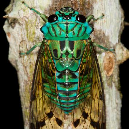 Sejin Jung Github - Perfect High Resolution Colorful Illustrations | Free Download