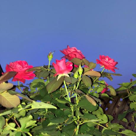 Trisha9987 Trisha Github - Full HD Sunset Designs for Desktop