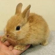 Github Litestar Org Litestar Light Flexible And Extensible Asgi - Premium Geometric Image Gallery - HD