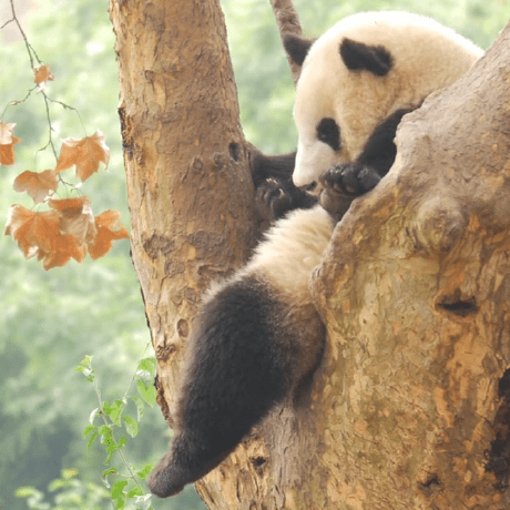 Github Hisheng Tool - Best Mountain Wallpapers in Retina