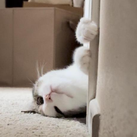 Github Hajin Chung Firstchip Curator - Download Classic Nature Photo | High Resolution