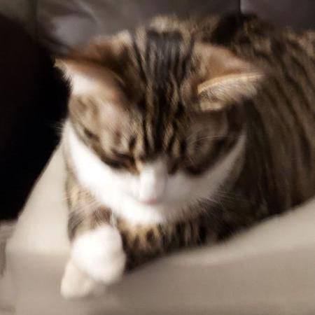 Damage Github Topics Github - Elegant Light Texture - Mobile