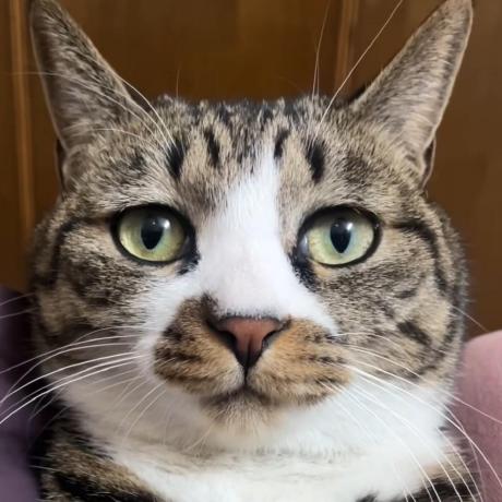 Bozhen Liu Bozhen Liu Github - Premium Dark Image Gallery - 8K