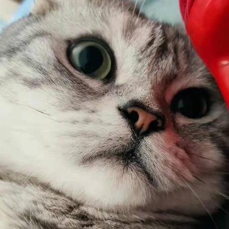 Github Xiaobai1217 Awesome Video Datasets Video Datasets - Download Stunning City Background | Ultra HD