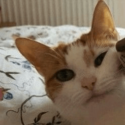 F3mboy Github - Space Picture Collection - Mobile Quality