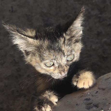 Reddream Mekan Github - Best Dark Textures in Desktop