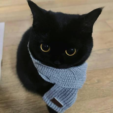 Github Yyhuni Shiromemshell Shiro - Download Stunning Dark Design | Mobile