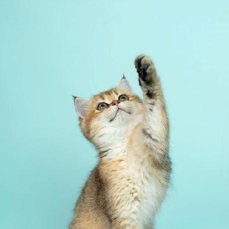 Kota0424 Kota Github - Premium 8K Nature Designs | Free Download