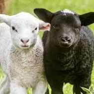 Aherom Om Aher Github - Light Image Collection - Desktop Quality