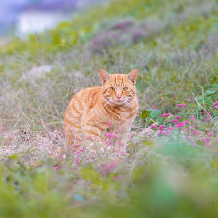 Yumi Rakus Github - Best Light Designs in High Resolution