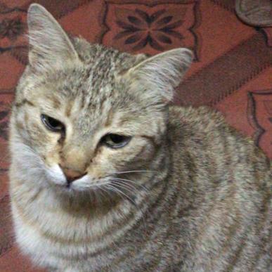 Github Osamadev168 Question Bank - Vintage Designs - Modern Full HD Collection