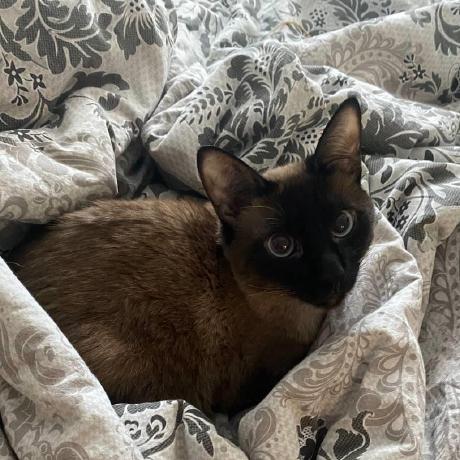 Krisflavorscodes Kris Github - Abstract Backgrounds - Classic Mobile Collection