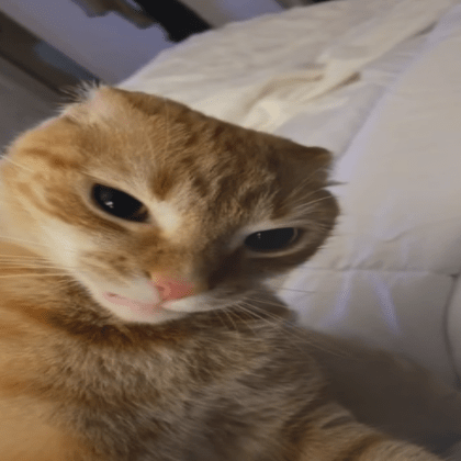 Boldaction Rizz Github - Ocean Background Collection - 4K Quality