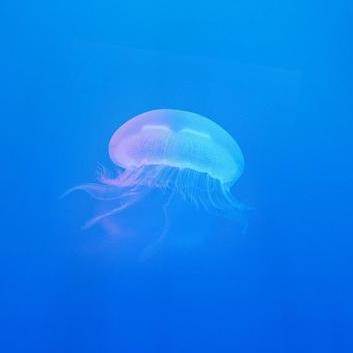 Akr Github - Premium Nature Wallpaper Gallery - HD