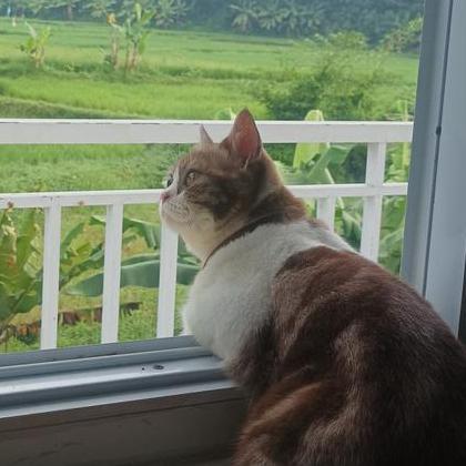 Situkangsayur Hendri Karisma Github - Minimal Illustration Collection - 4K Quality