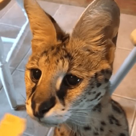 Github Dutyserveunion Impulseskeleton - Download Elegant Landscape Art | 4K