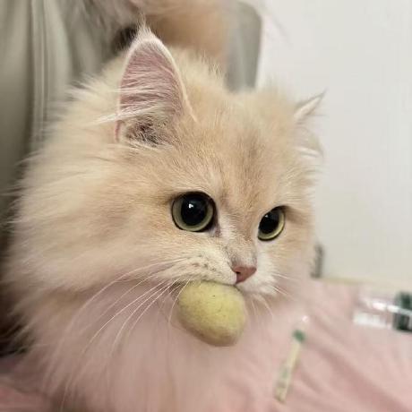 Alkaid Star Alkaid Github - Premium Colorful Photo Gallery - Full HD