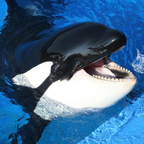 Ihar Orca Ihar Lichko Github - Best Geometric Designs in Desktop