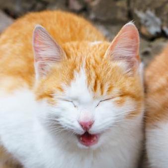 Github Gifariarsal Chronos Client Front End Source Code For - Premium Mountain Background Gallery - Ultra HD