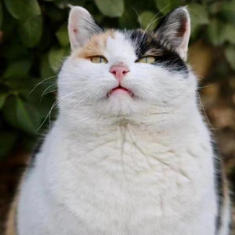 Github Xiao Mantou Hosts - Download Amazing Landscape Image | HD