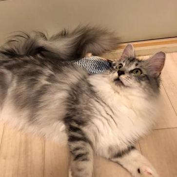 Fukushimasurao Hayato Fukushima Github - High Resolution Geometric Illustrations for Desktop