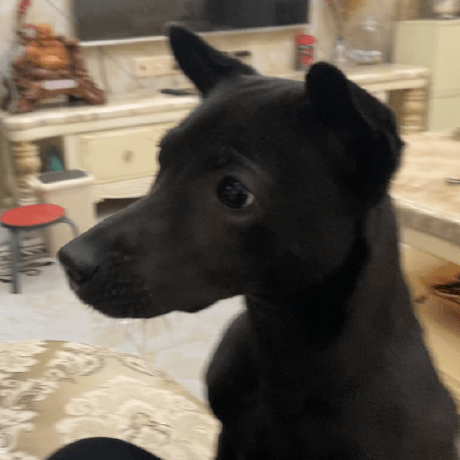 Github Tan Tan Kanarek Github Php Client - Ultra HD High Resolution Colorful Photos | Free Download