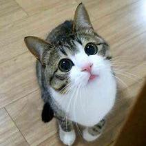 Github Zhongjiayuan Fs Scget Project - 8K Sunset Photos for Desktop