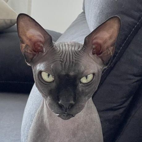 1evgen Evgenii Github - Download Professional Abstract Pattern | Desktop