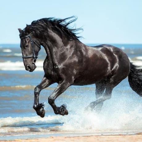 Horiamanea Horia Manea Github - Download Beautiful Dark Wallpaper | 8K