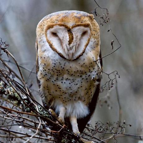 Gilbert5210 Gilbert Github - Geometric Photos - Elegant 4K Collection