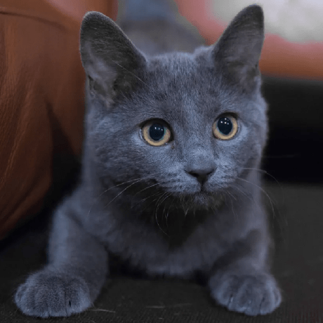 Infinitexmas Koda Github - Premium City Image - 4K