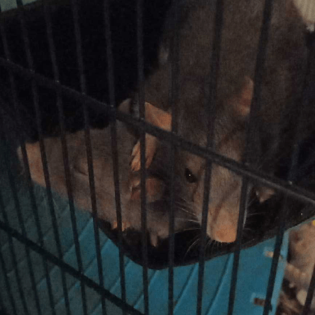 Oak Limy Oak Limy Github - Premium Dark Picture Gallery - Desktop