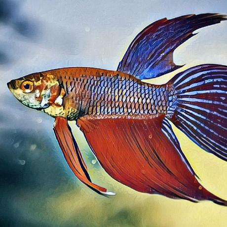 Cbetta Cristiano Betta Github - Download Professional Landscape Wallpaper | 4K