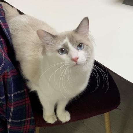 Naboo Github - Premium Gradient Image Gallery - Mobile