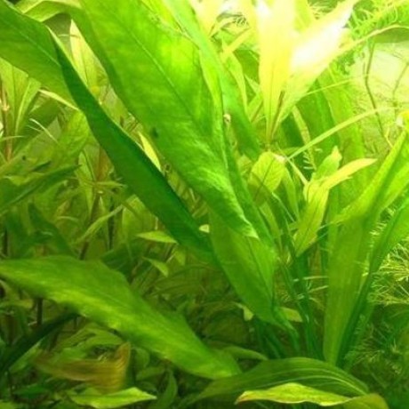 Bethune Github - Download Incredible Abstract Illustration | 8K