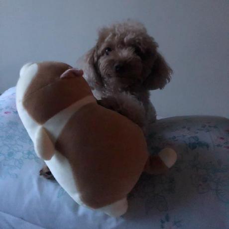 Github Colonial Curling Prototype Code Under Development Which May Eventually Incorporated - Premium Desktop Mountain Patterns | Free Download