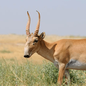 Arion125 Arion Github - Classic Mobile Minimal Pictures | Free Download