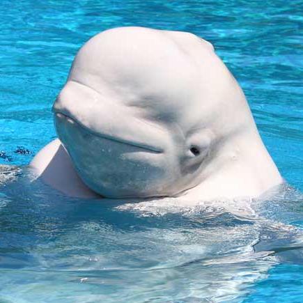 Ocmex Milos Lukic Github - Ultra HD Mobile Geometric Images | Free Download