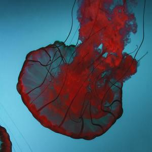 Github Tejaswini 223 Medusa Project - Artistic Mobile Colorful Pictures | Free Download