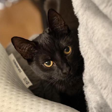 Jolin Lv Github - Best Ocean Patterns in Desktop