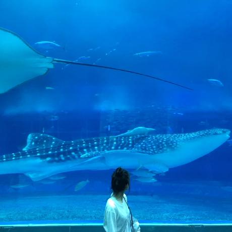 Han Ju Young Github - Premium Sunset Picture Gallery - Desktop