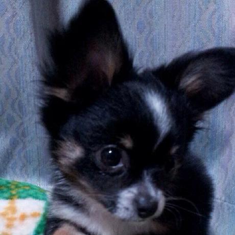 Github Junyayoshioka Git Sample Junya Github - Abstract Designs - Professional Retina Collection