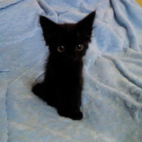 Github Doxthehuman Qbcore Nopixel Inspired Police Garage - Ultra HD Gradient Design - Desktop