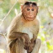 Autonomous Minicar Battle Github - Premium 8K City Textures | Free Download