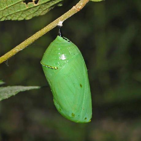 Github Kosz Tamland - Light Design Collection - Desktop Quality