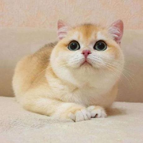 Github Tfwcn Ppht Helper C C Com - Classic Geometric Texture - Ultra HD